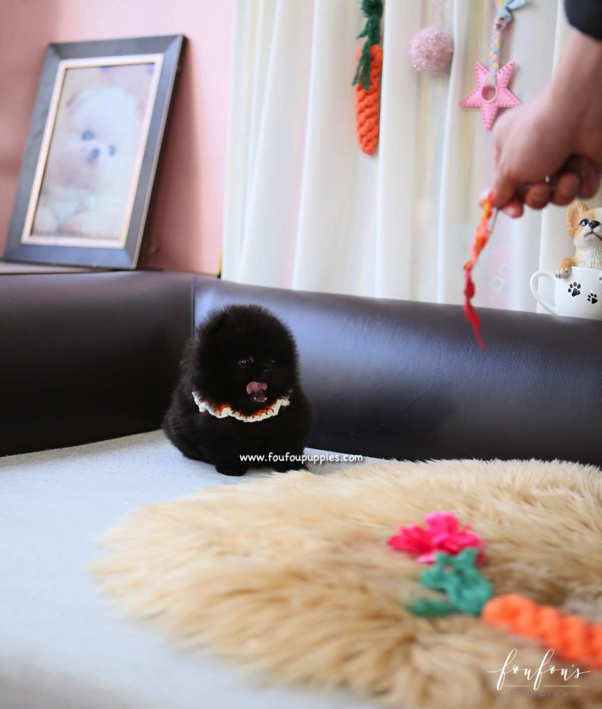 Dahlia - Pomeranian F.