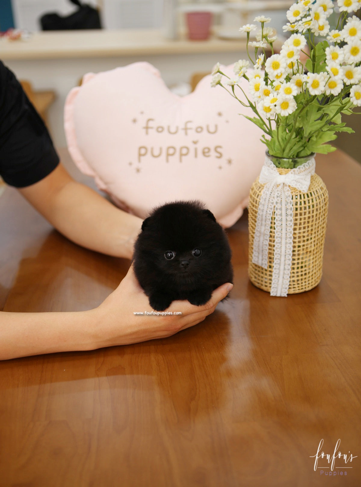 Dahlia - Pomeranian F.
