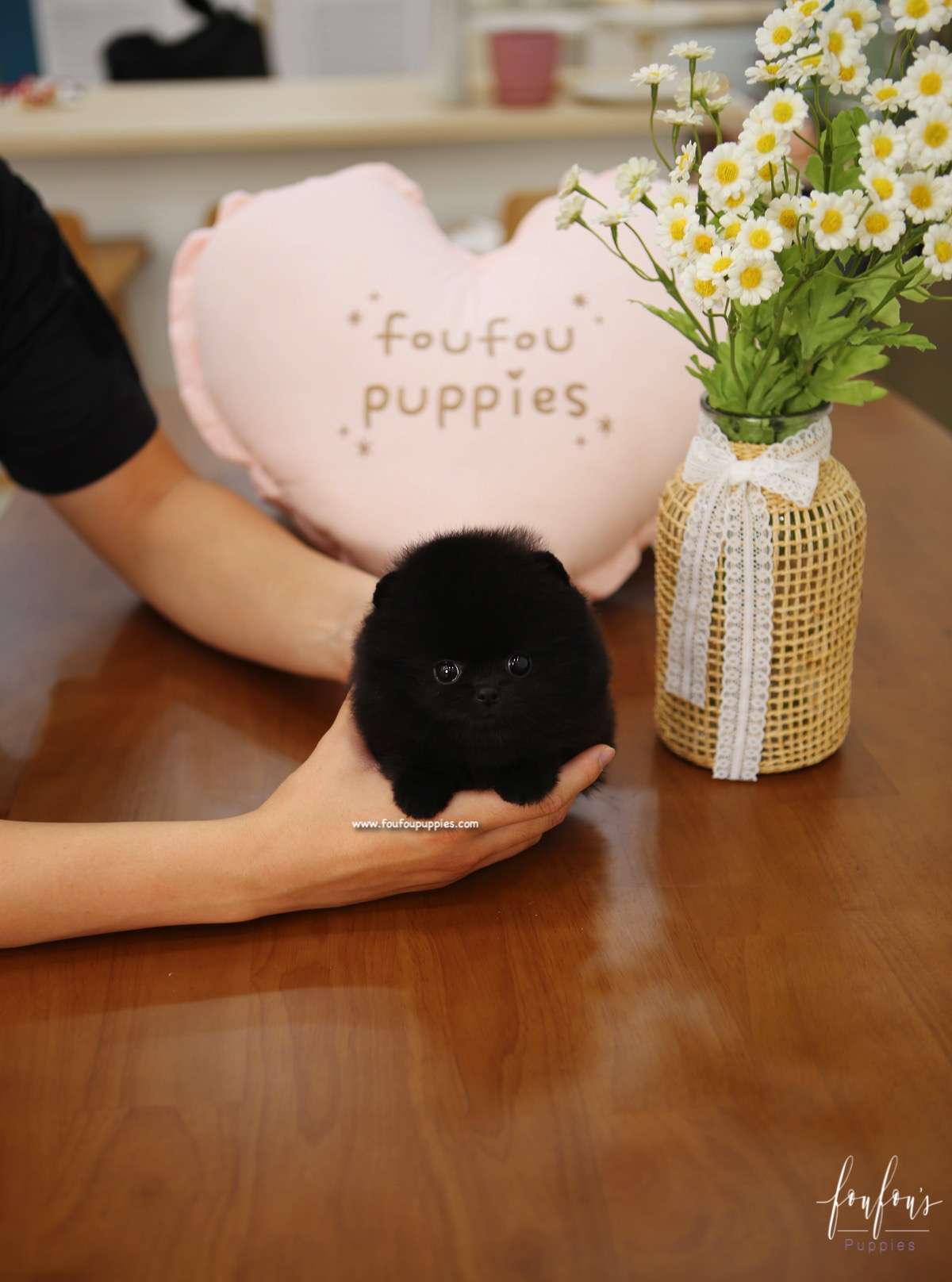Dahlia - Pomeranian F.