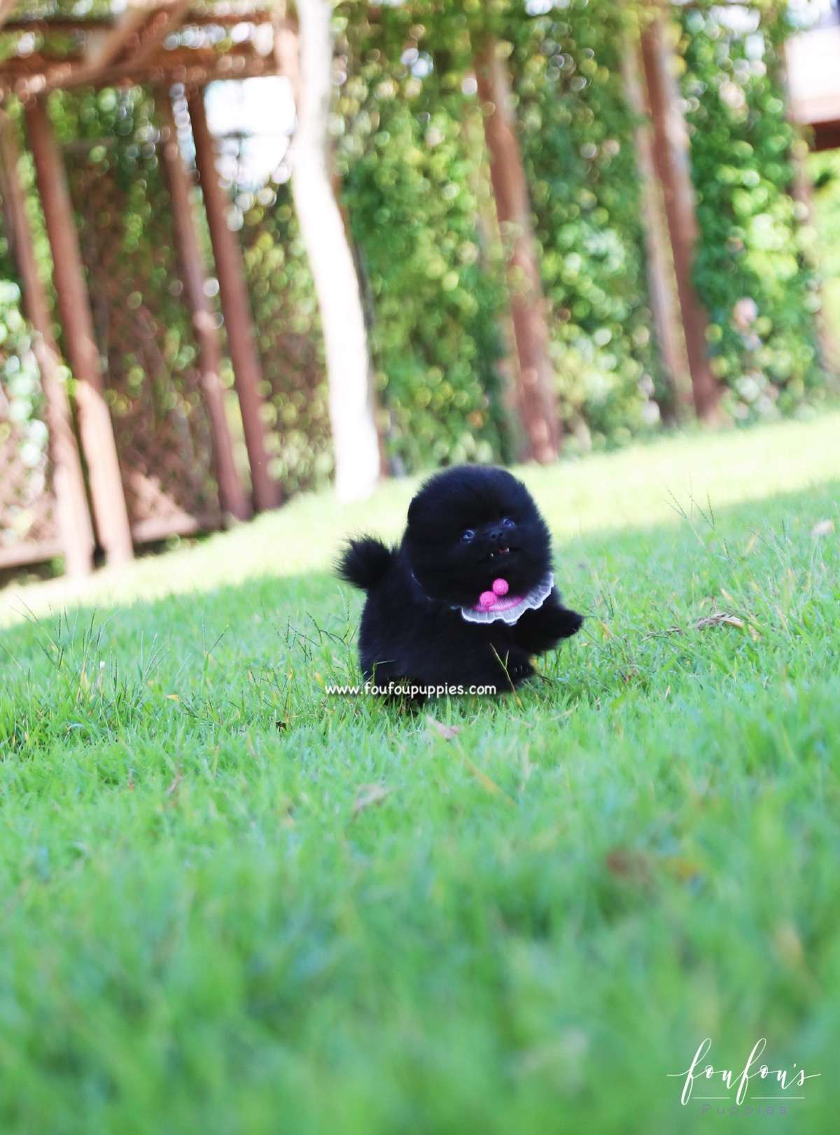 Gigi - Pomeranian F.
