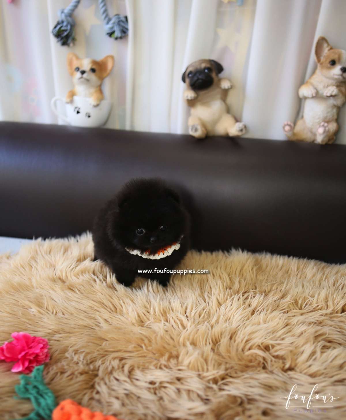 Dahlia - Pomeranian F.