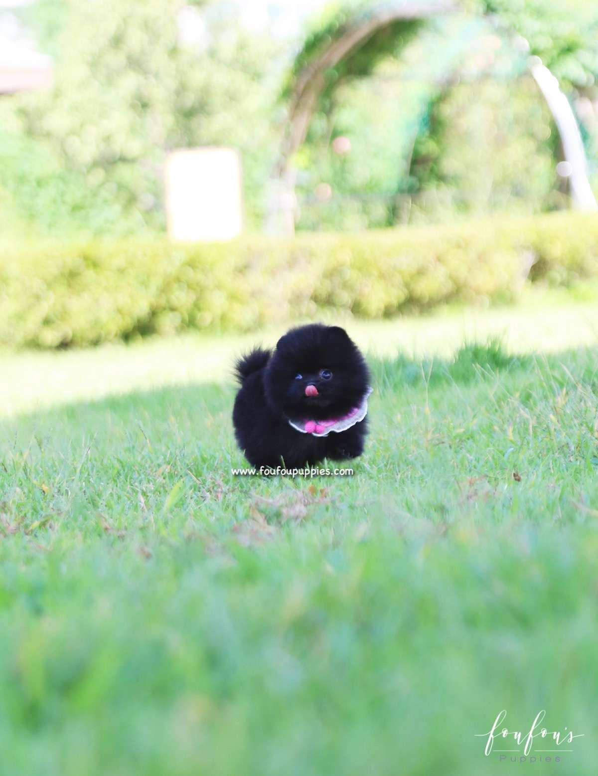 Gigi - Pomeranian F.