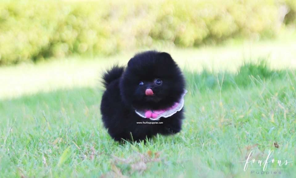 Gigi - Pomeranian F.