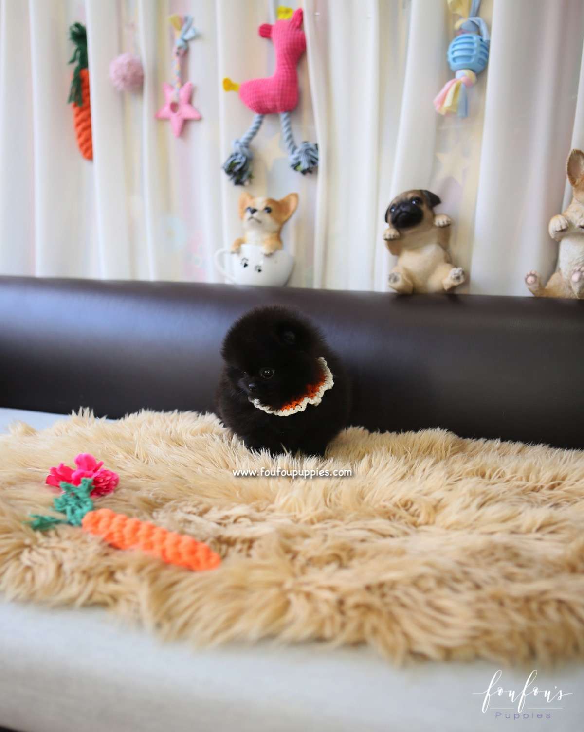 Dahlia - Pomeranian F.