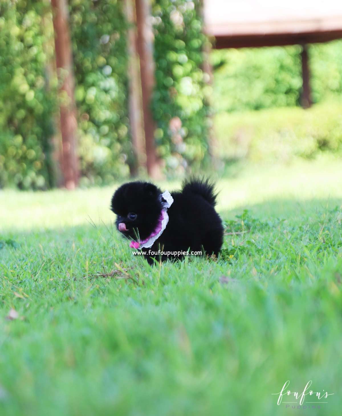 Gigi - Pomeranian F.