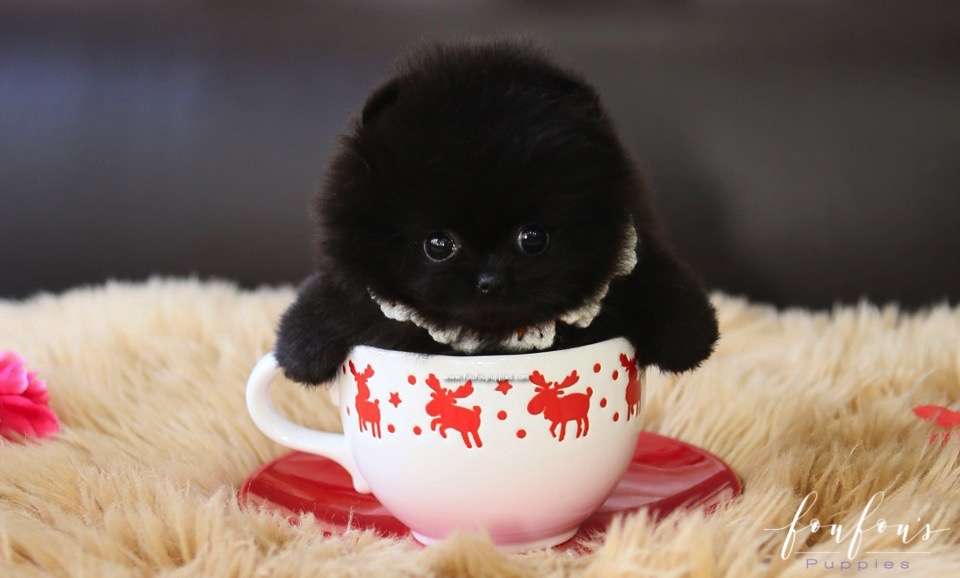 Dahlia - Pomeranian F.