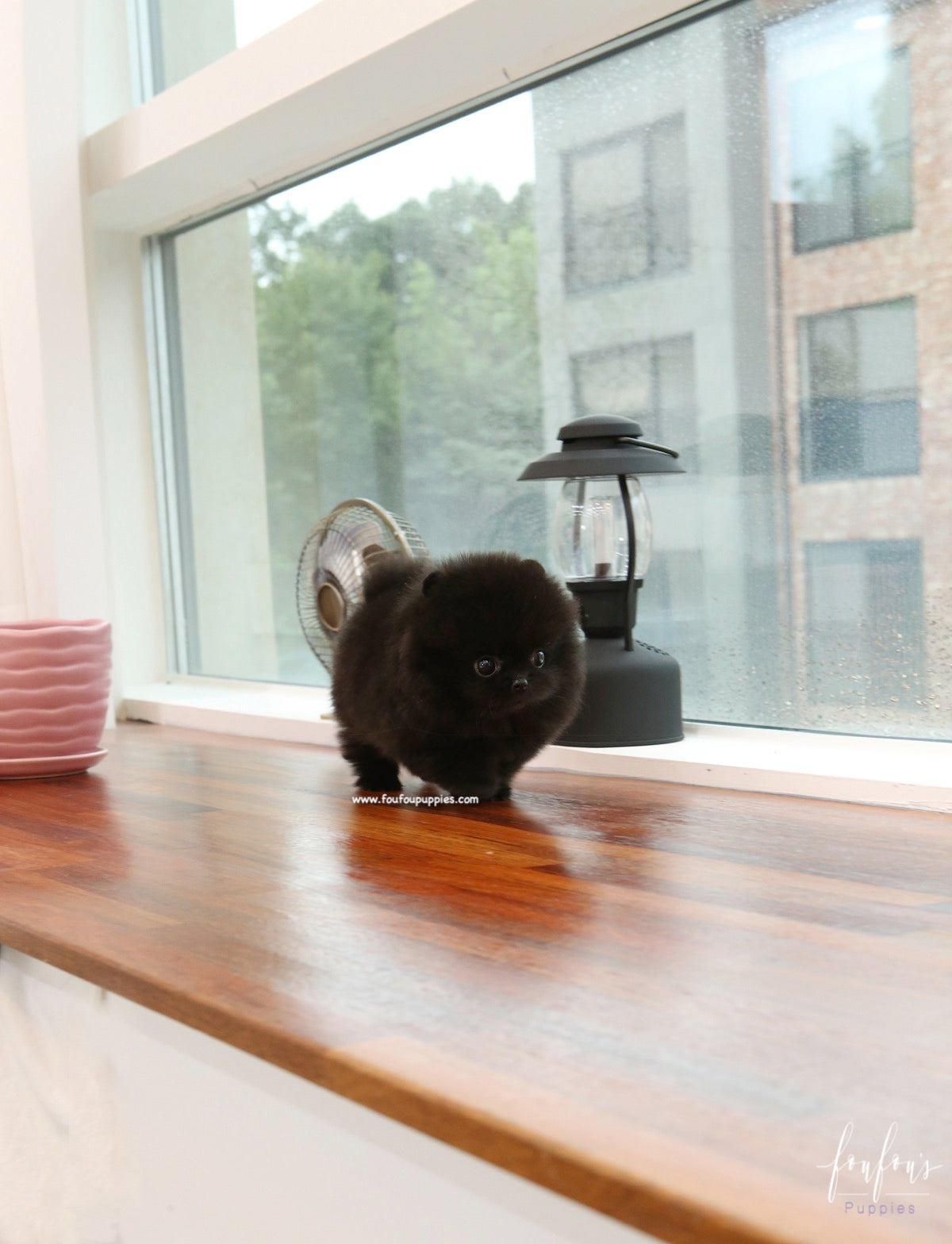 Dahlia - Pomeranian F.