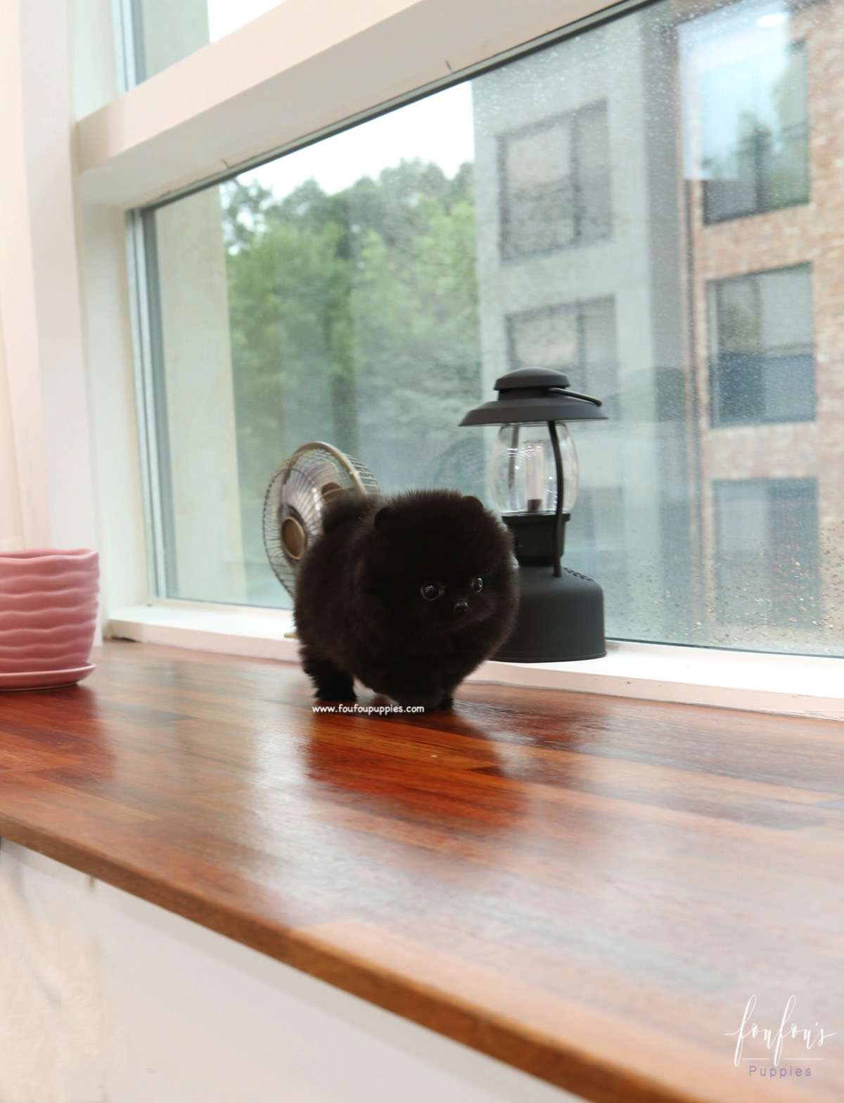 Dahlia - Pomeranian F.