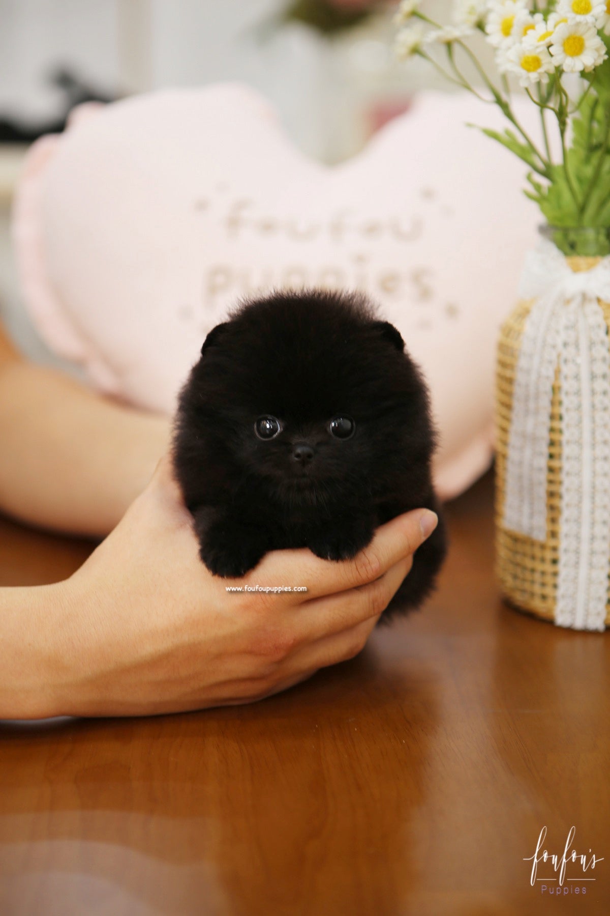 Dahlia - Pomeranian F.