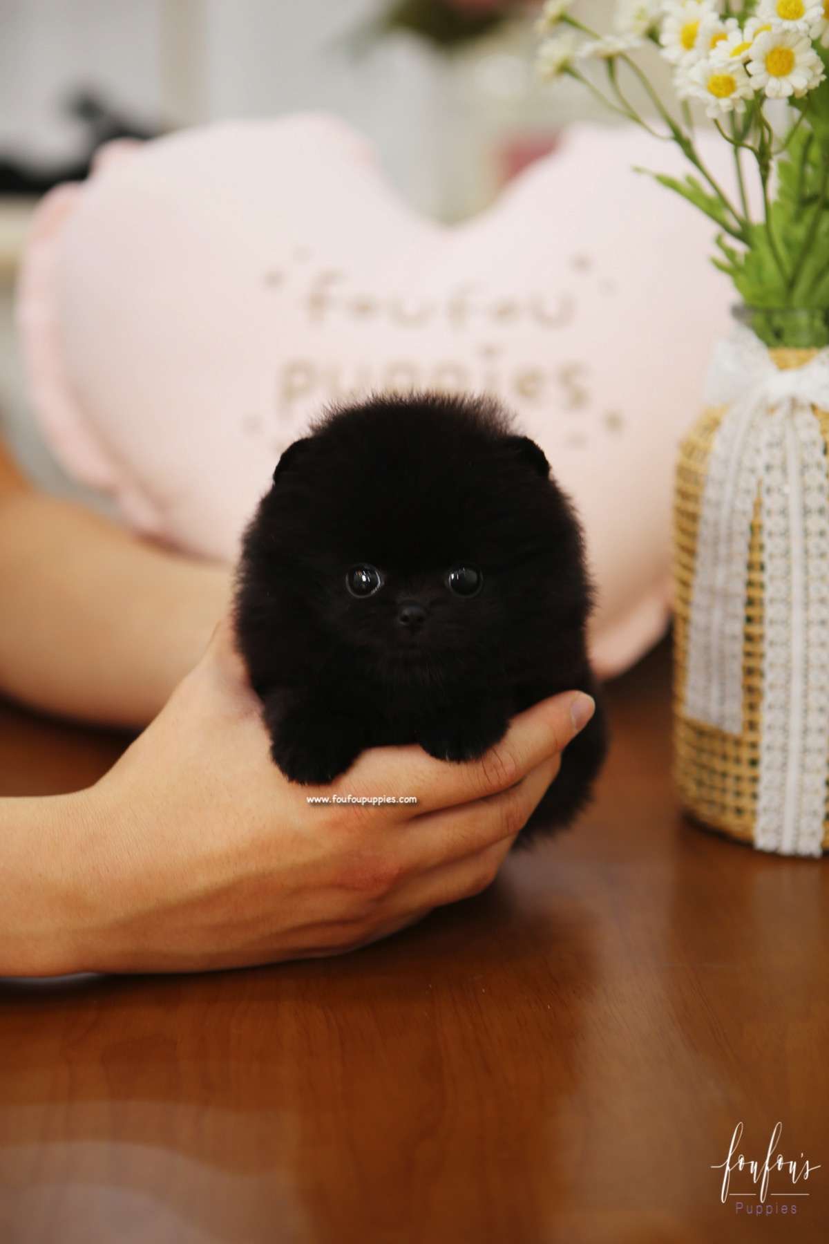 Dahlia - Pomeranian F.