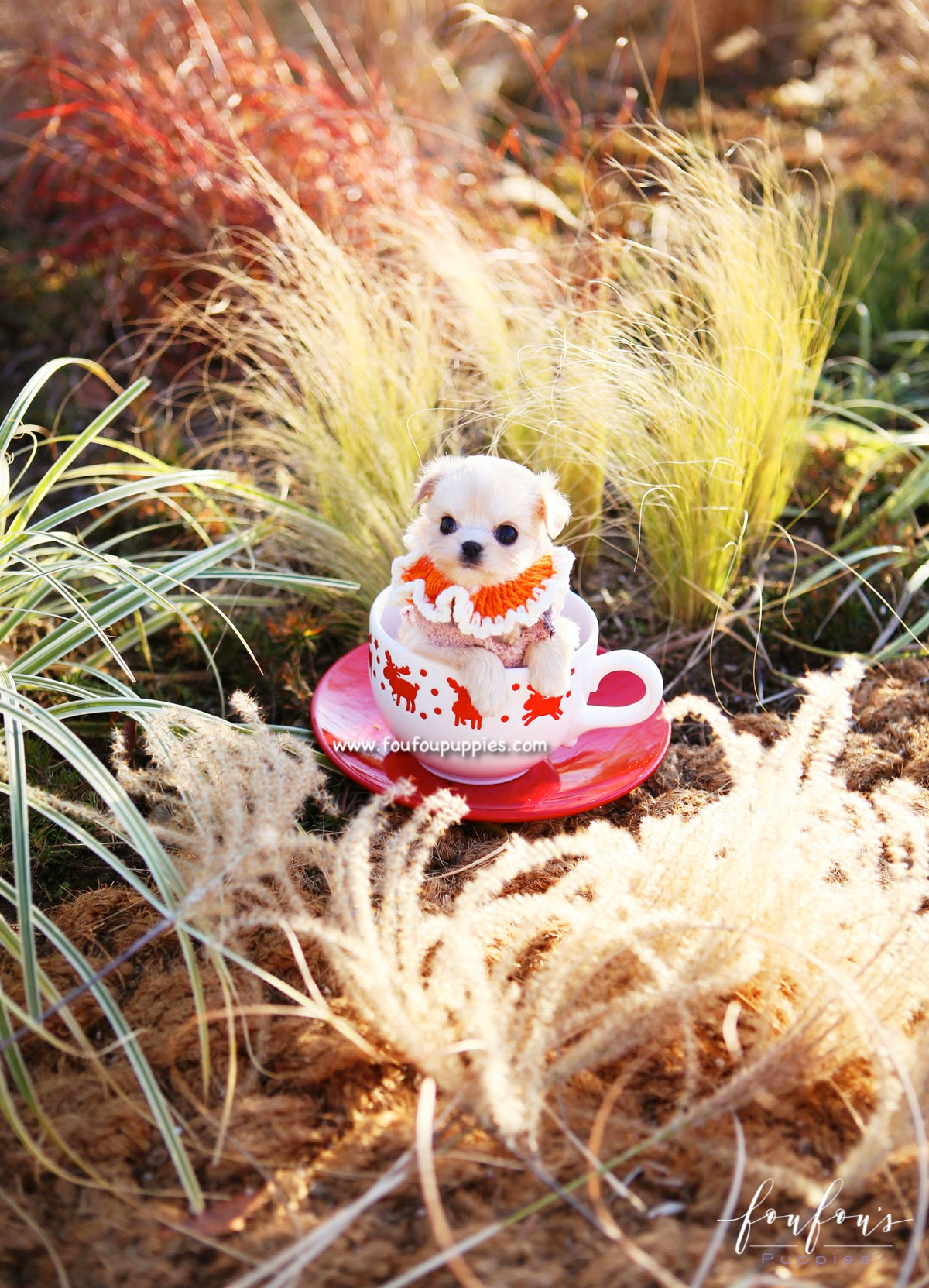 Dezi - Maltipoo F.