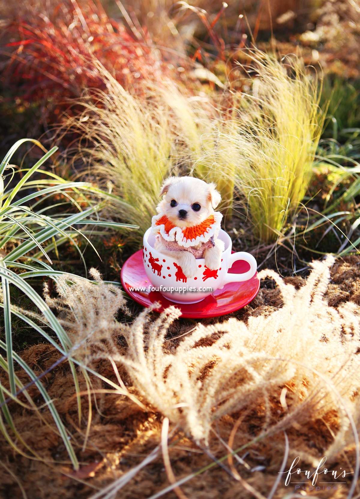 Dezi - Maltipoo F.