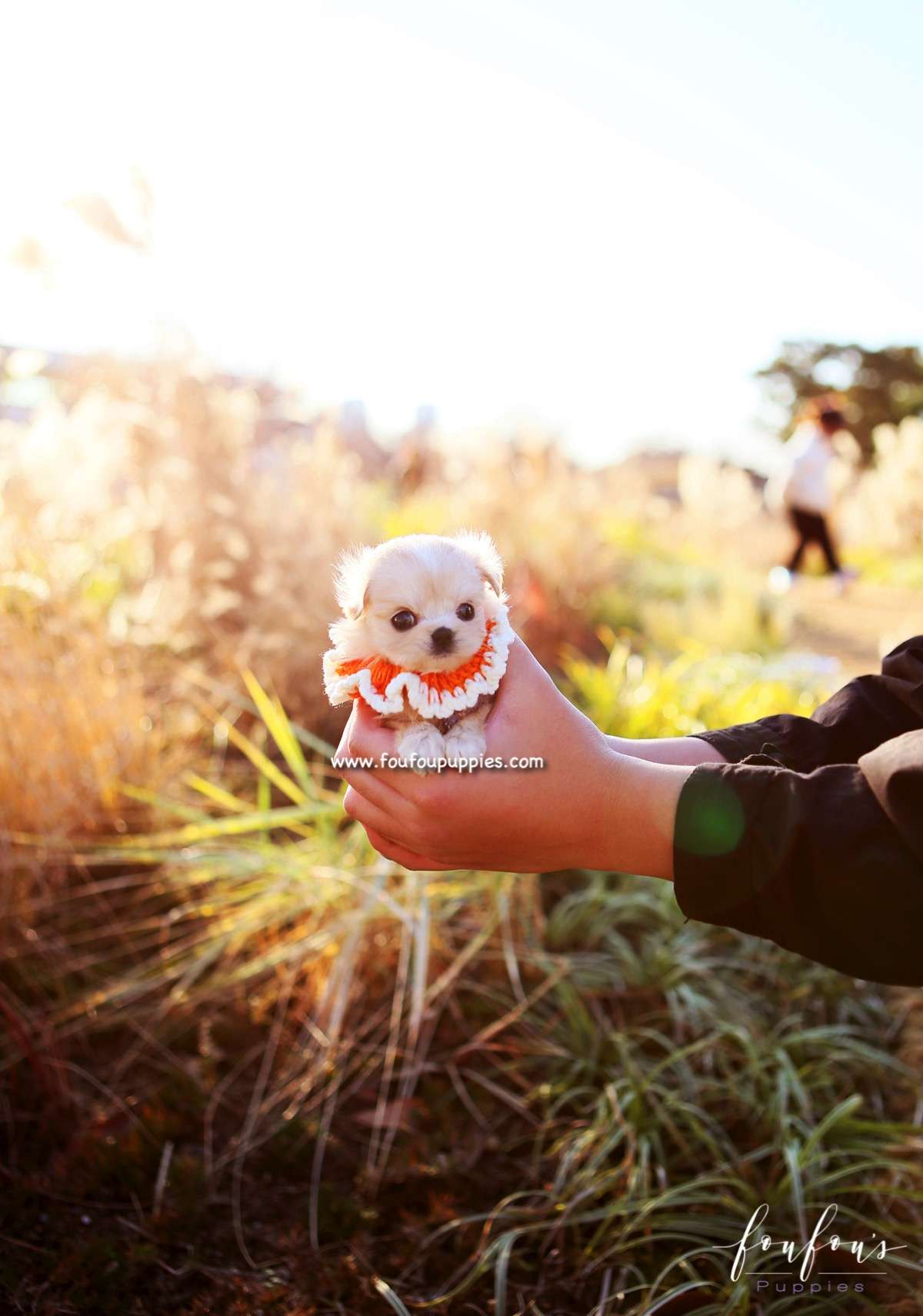 Dezi - Maltipoo F.