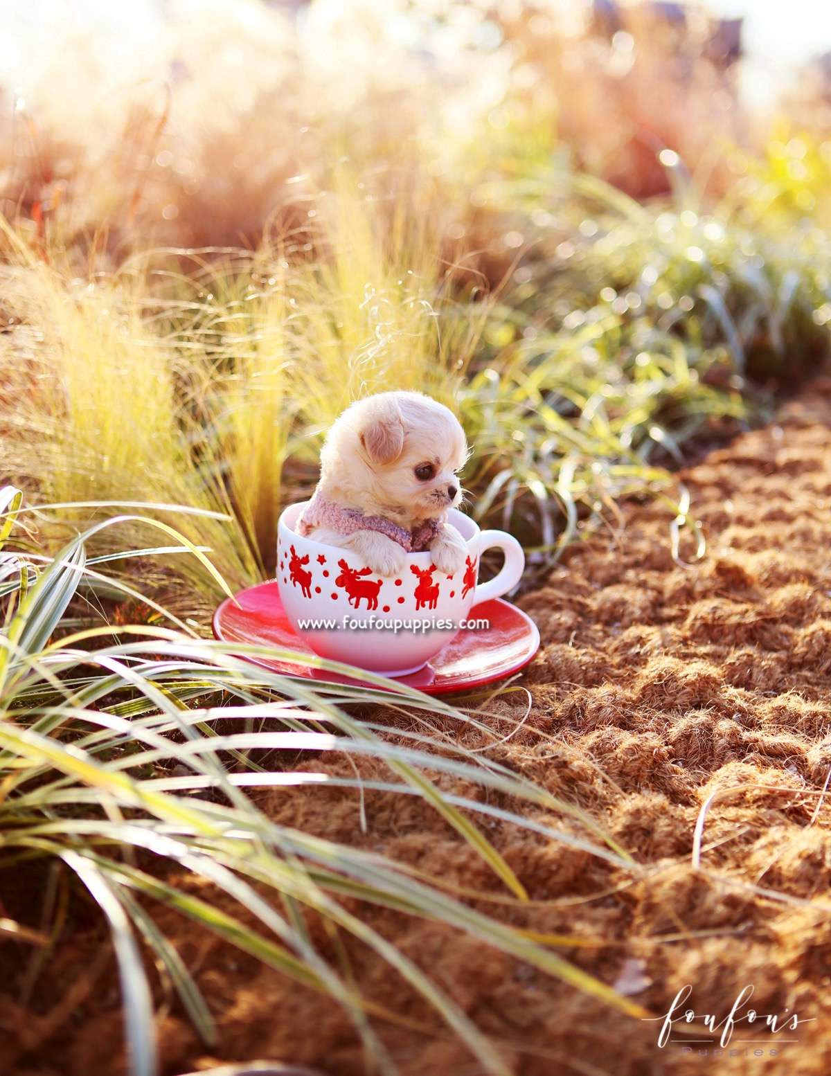 Dezi - Maltipoo F.