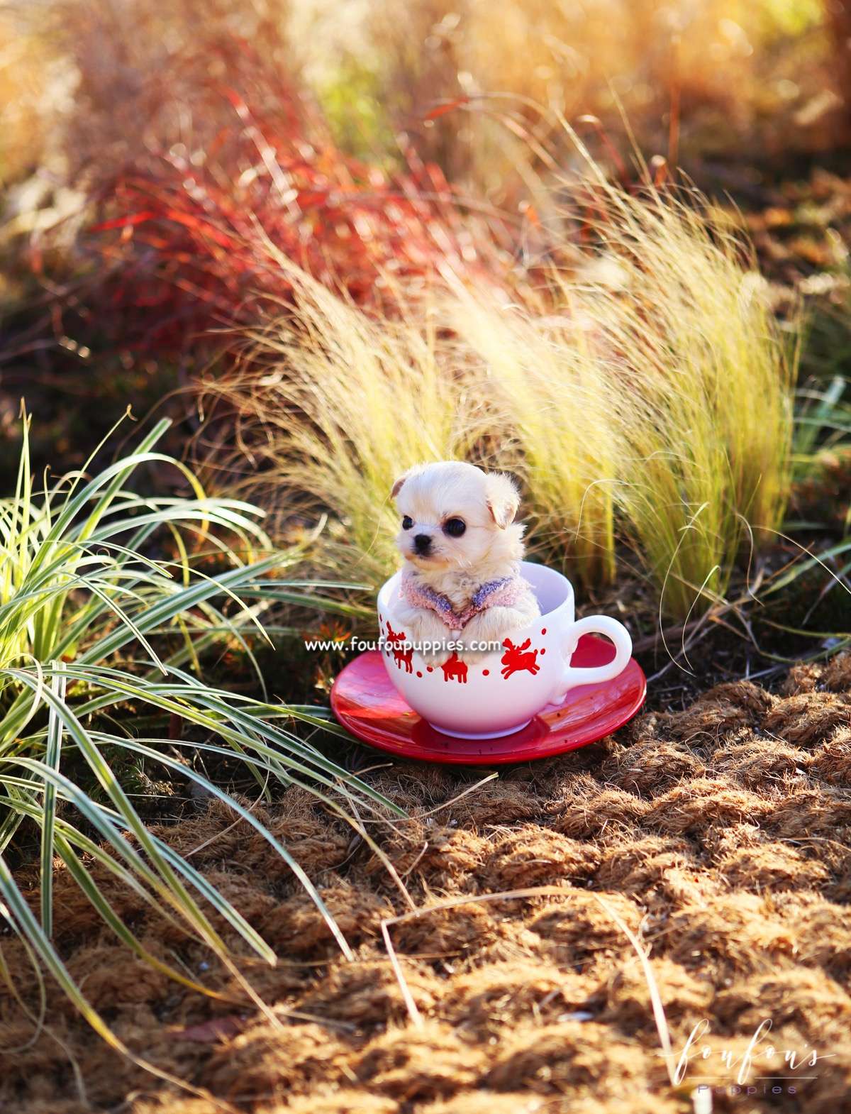 Dezi - Maltipoo F.
