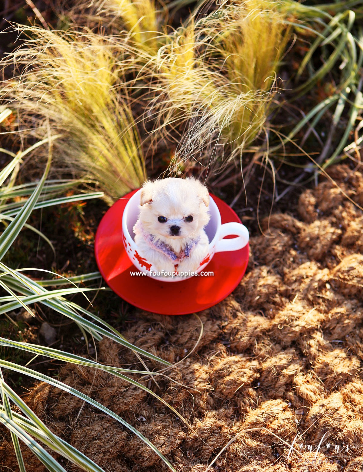Dezi - Maltipoo F.