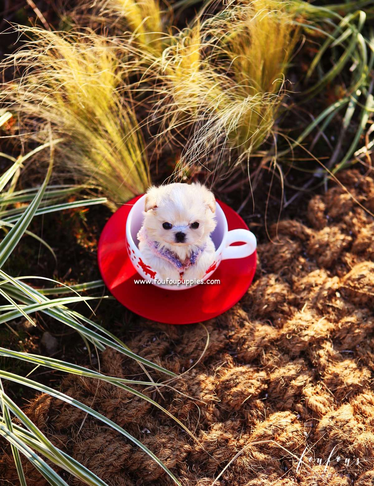 Dezi - Maltipoo F.