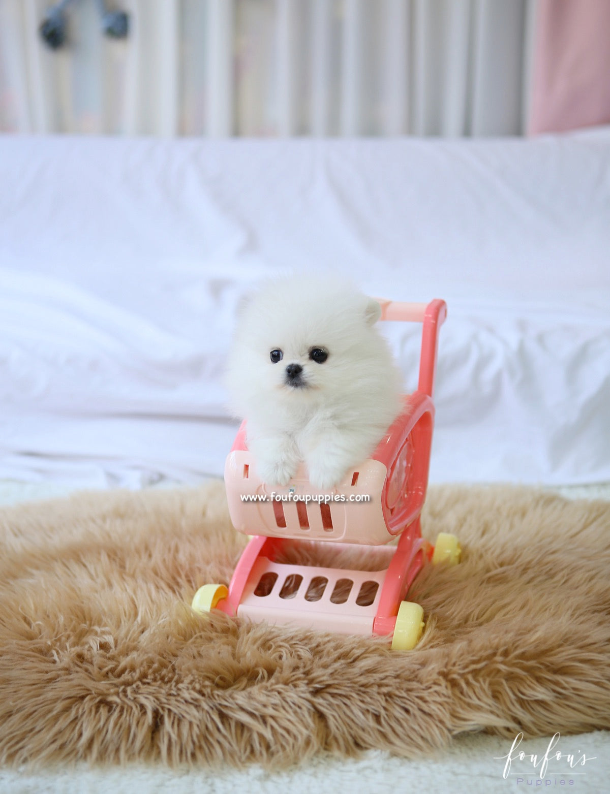Aspen - Pomeranian F.