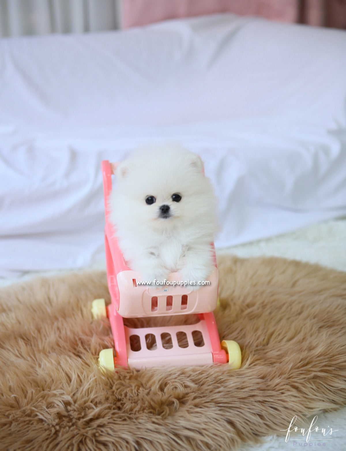 Aspen - Pomeranian F.