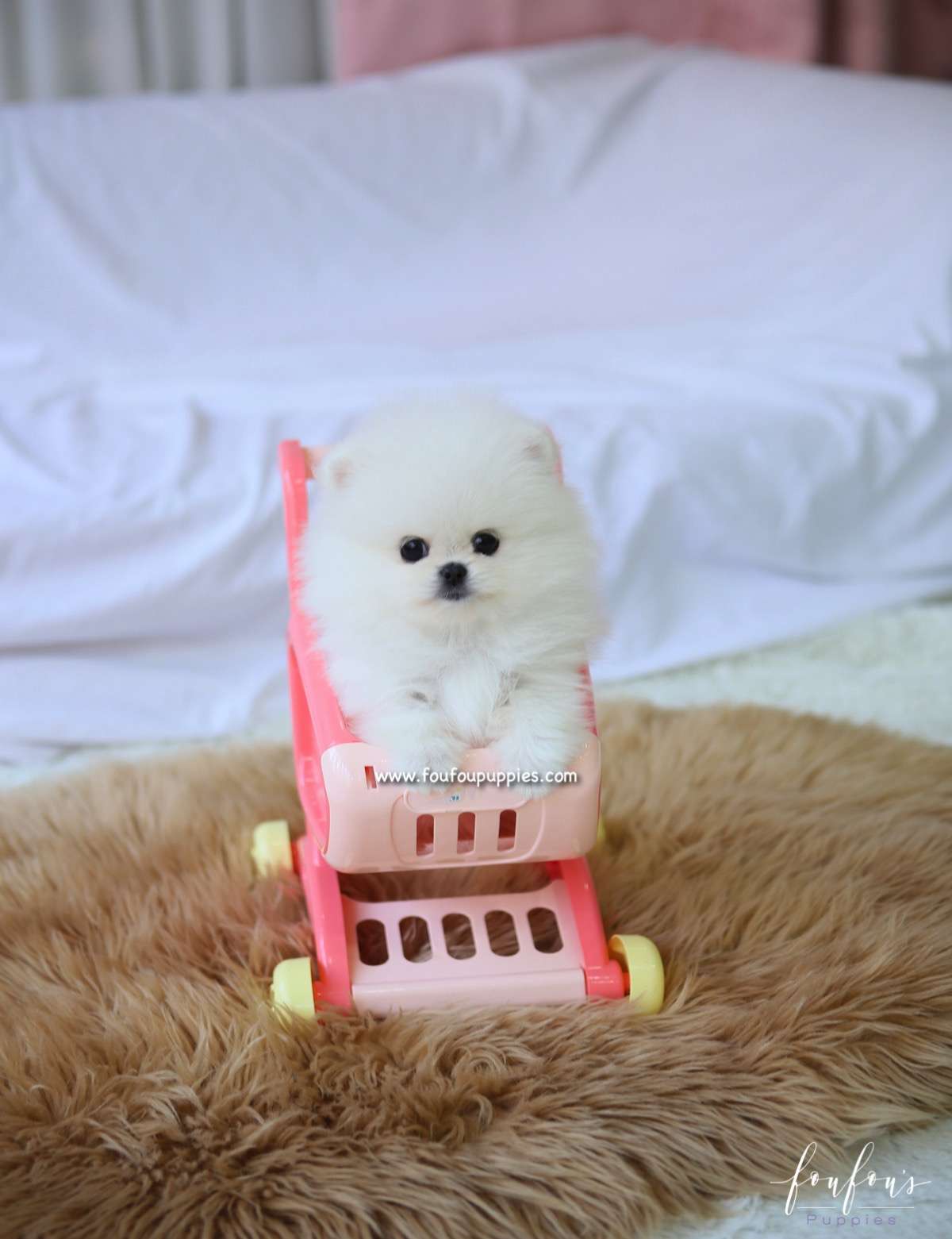 Aspen - Pomeranian F.