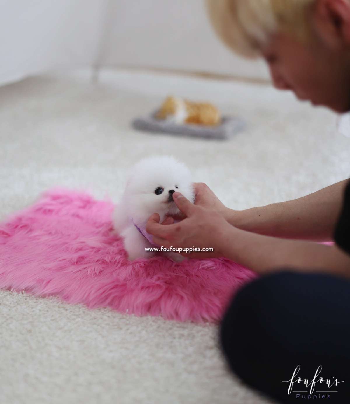 Dior - Pomeranian F.