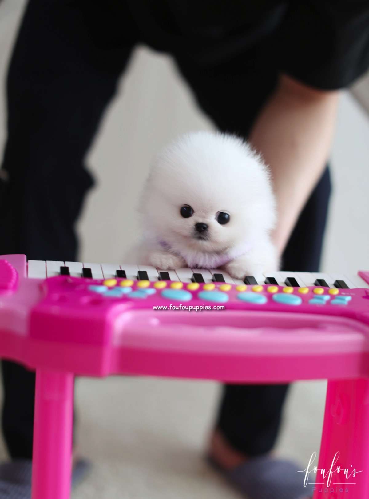 Dior - Pomeranian F.