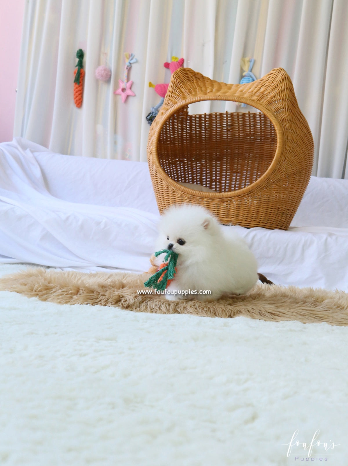 Aspen - Pomeranian F.