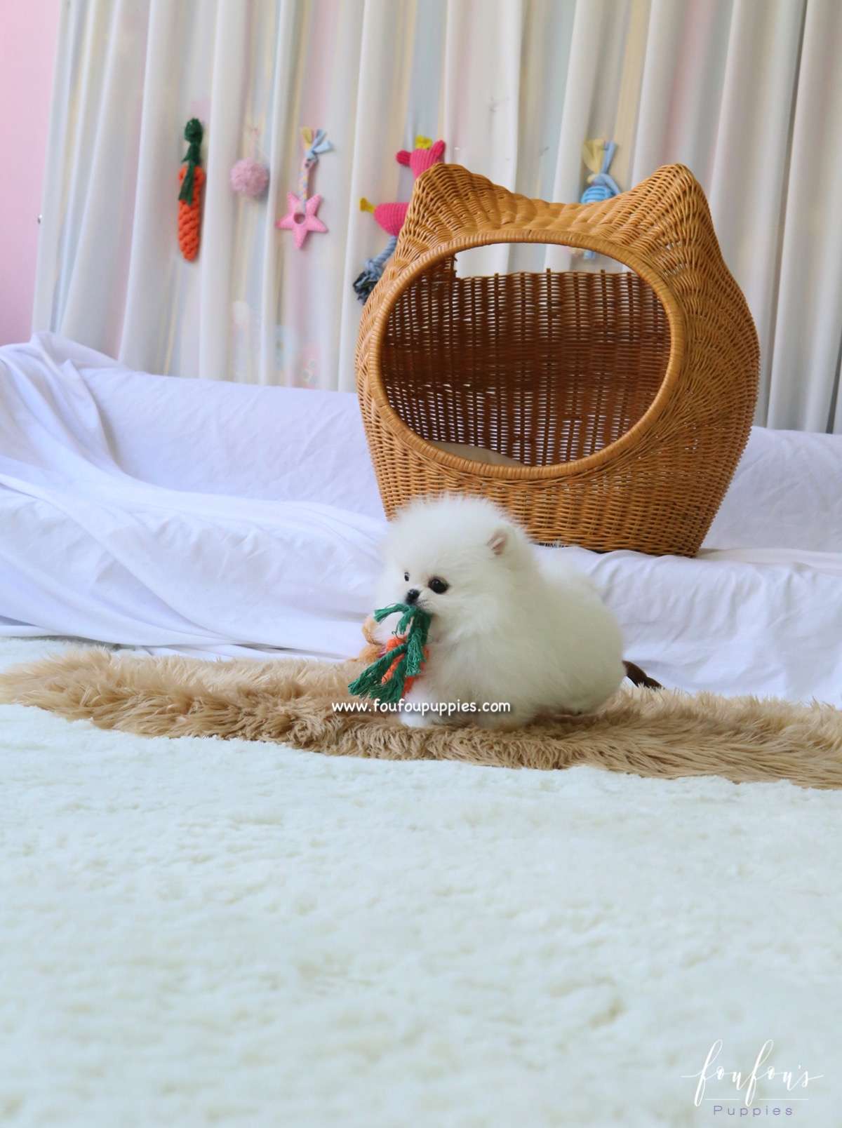 Aspen - Pomeranian F.