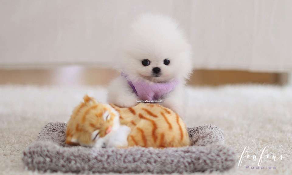 Dior - Pomeranian F.