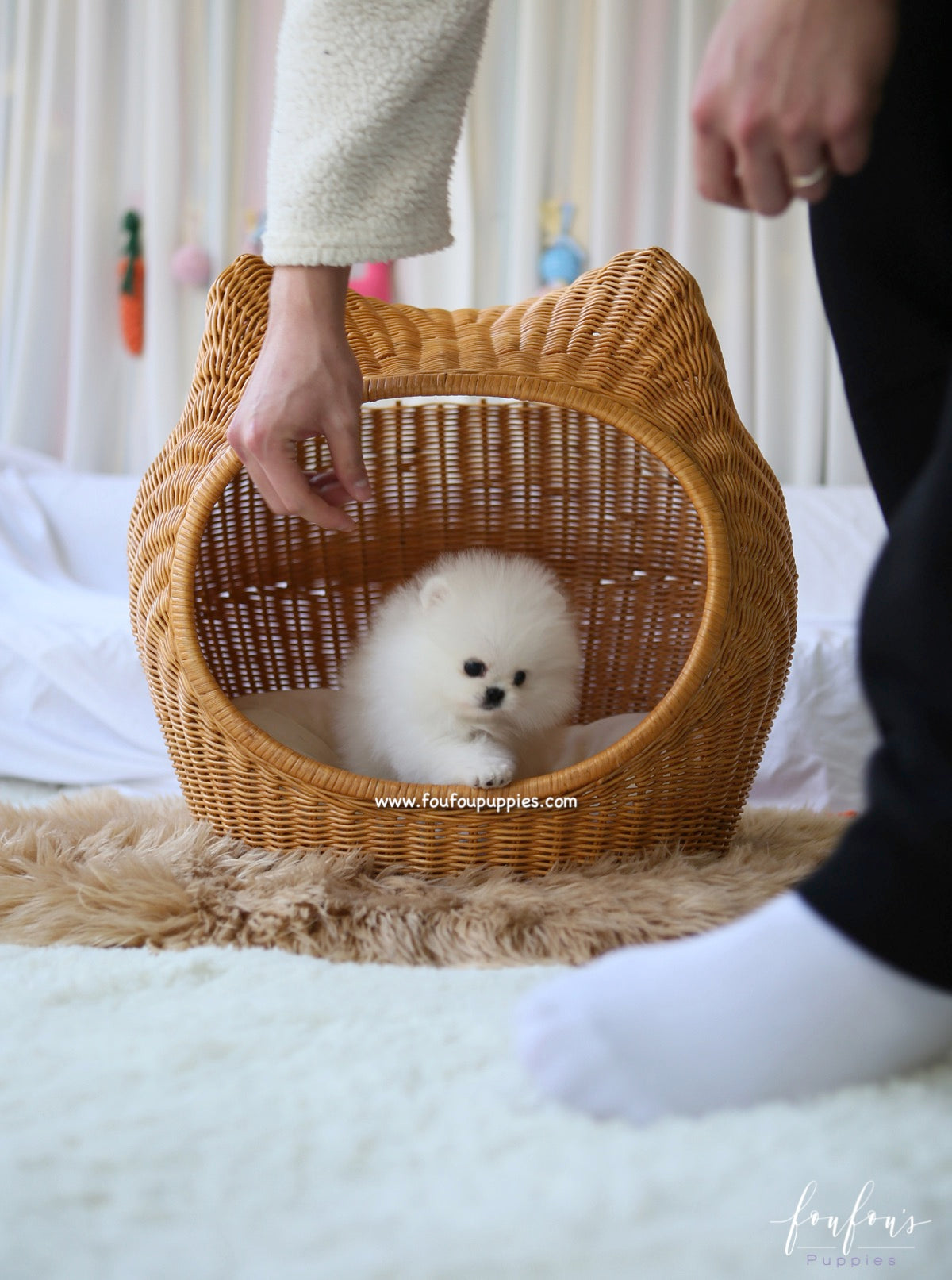 Aspen - Pomeranian F.