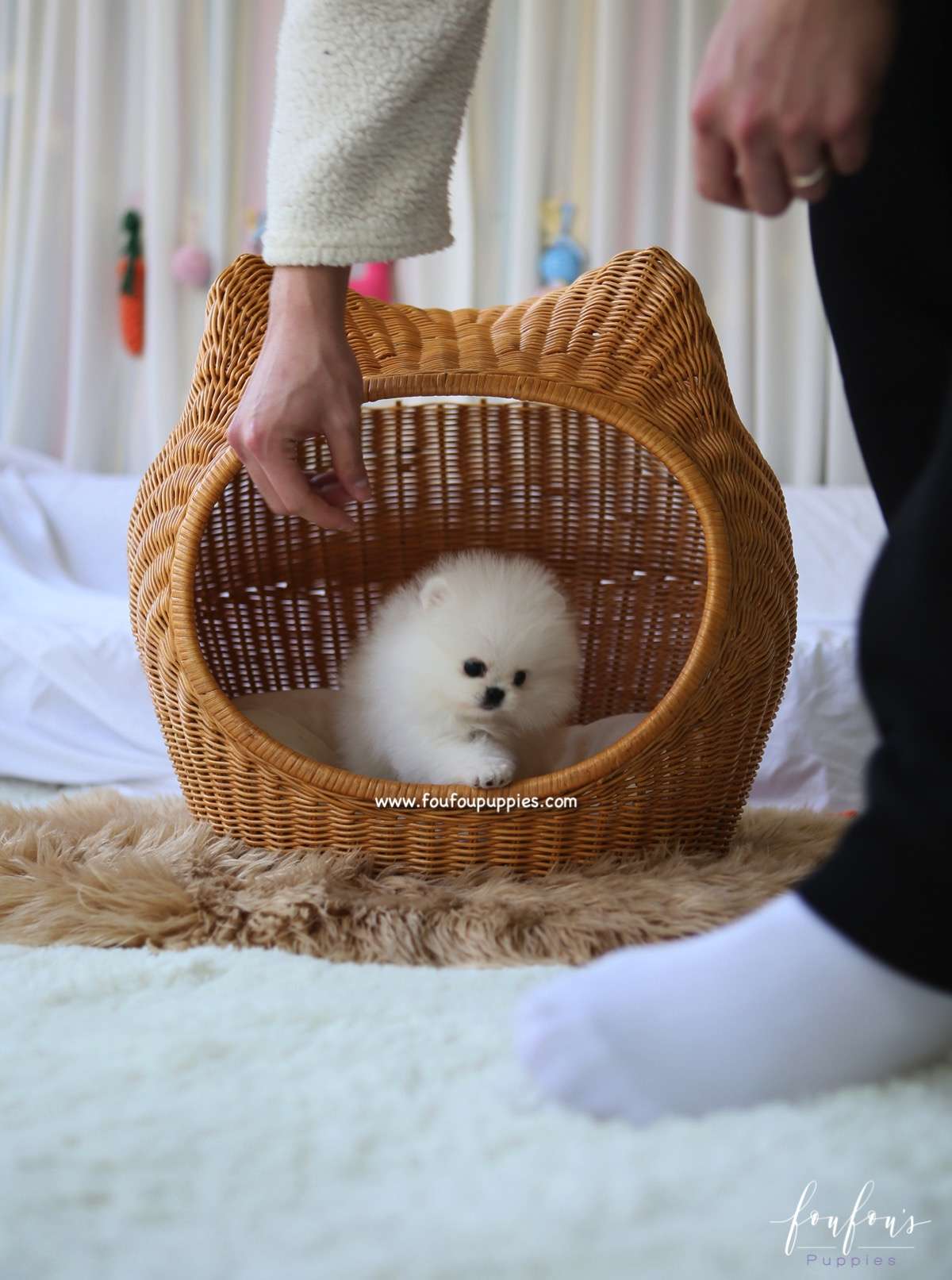 Aspen - Pomeranian F.