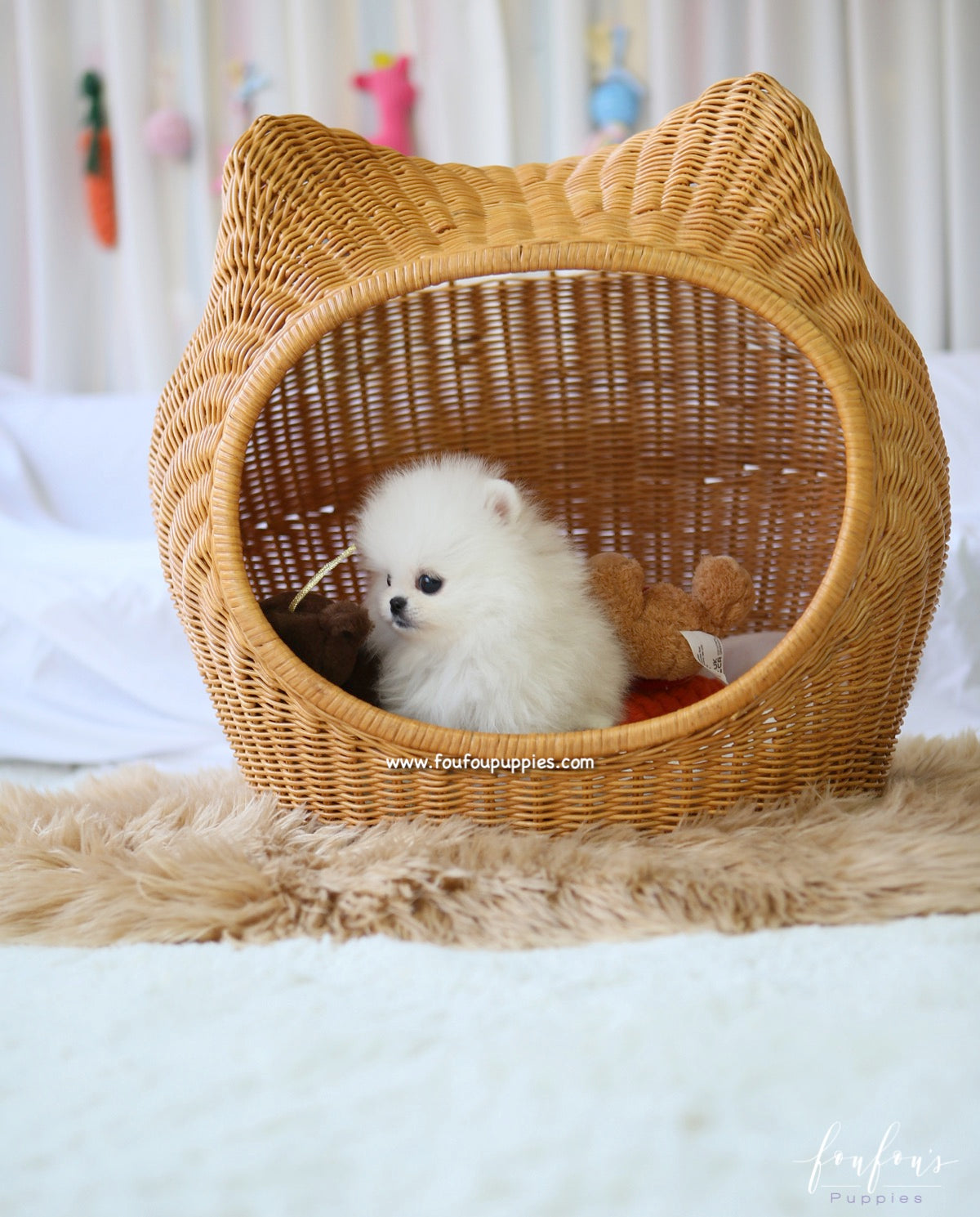 Aspen - Pomeranian F.
