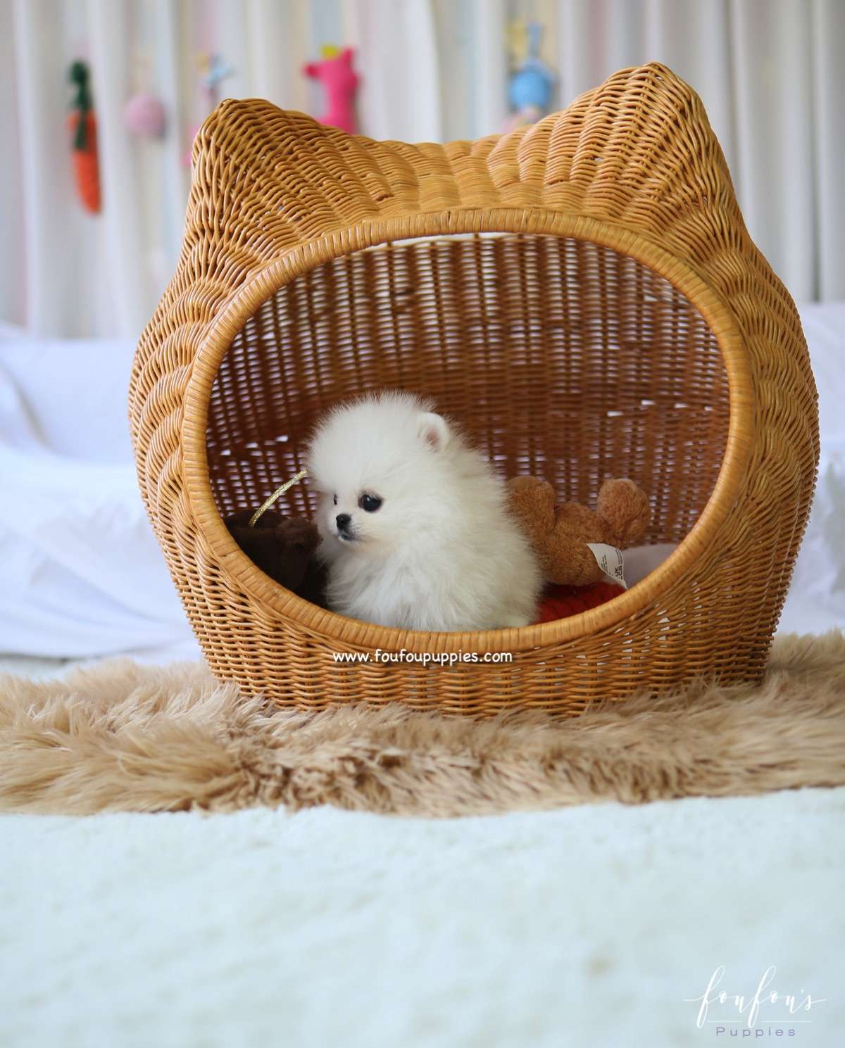 Aspen - Pomeranian F.