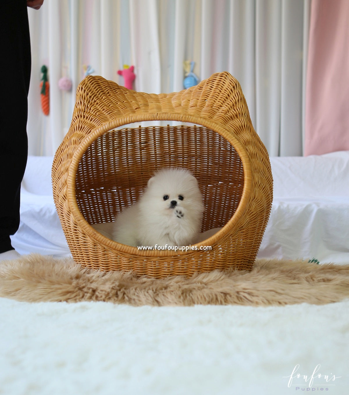 Aspen - Pomeranian F.