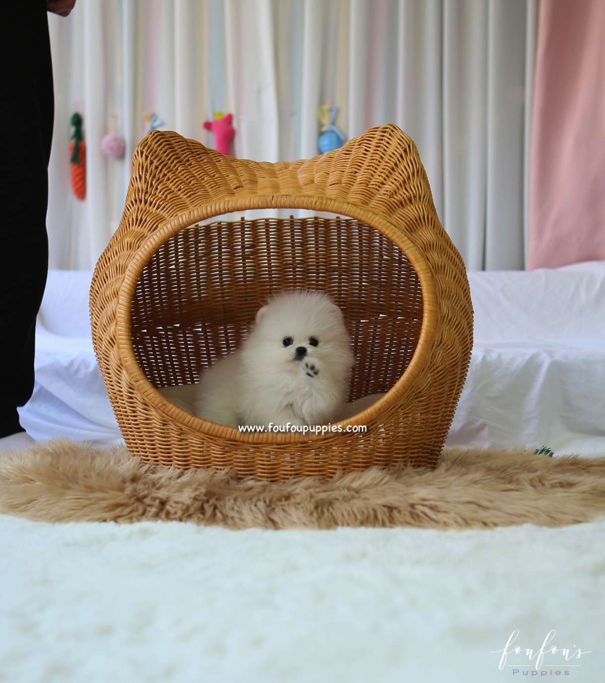 Aspen - Pomeranian F.