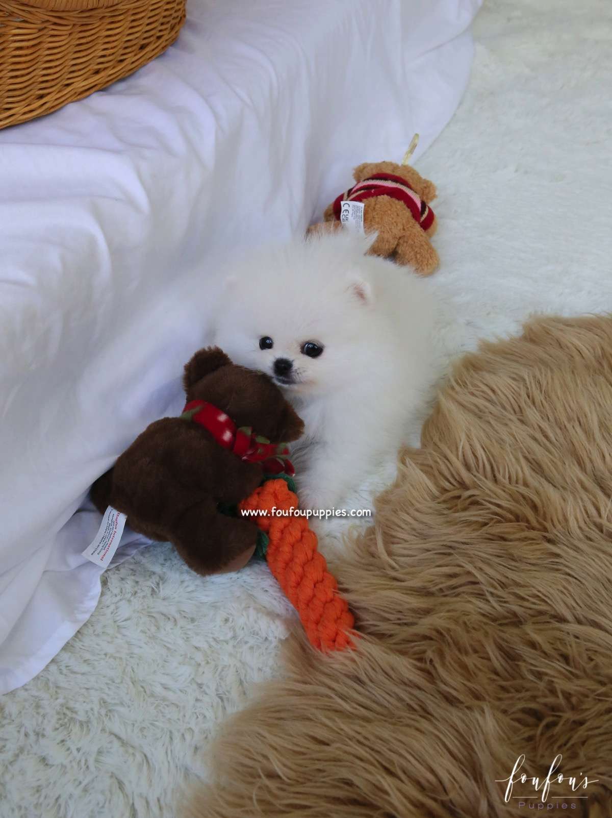 Aspen - Pomeranian F.
