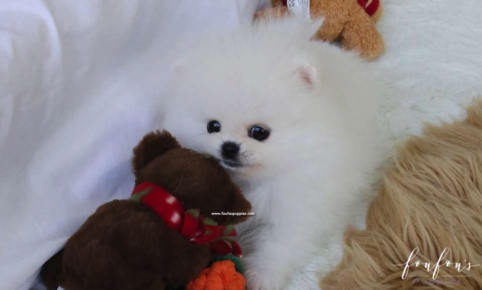 Aspen - Pomeranian F.