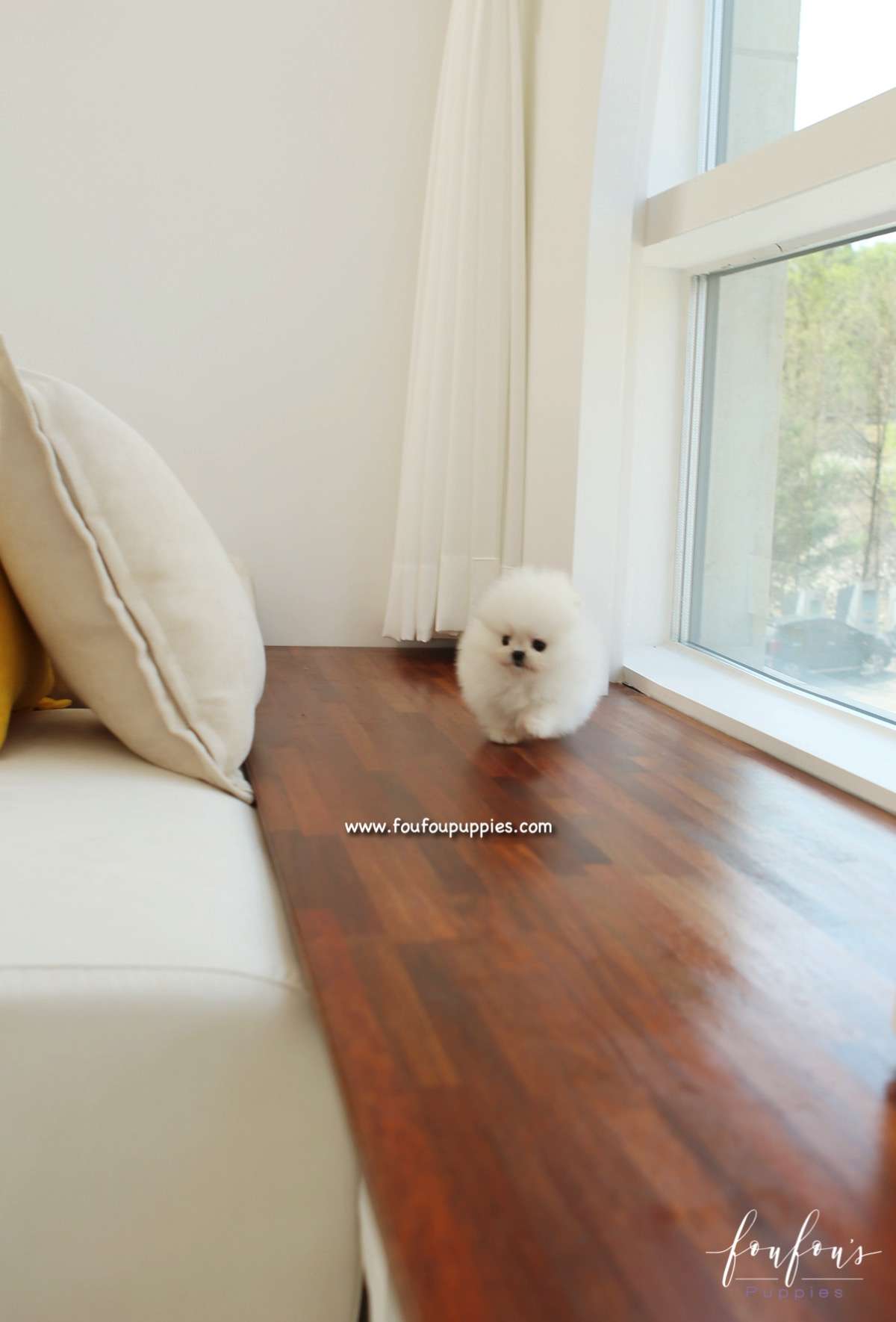 Dolce - Pomeranian F.