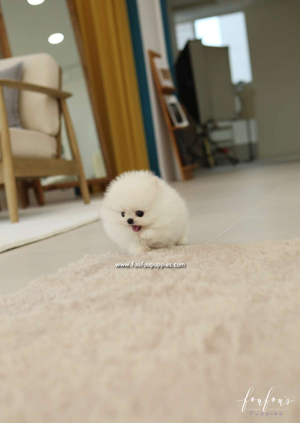 Dolce - Pomeranian F.