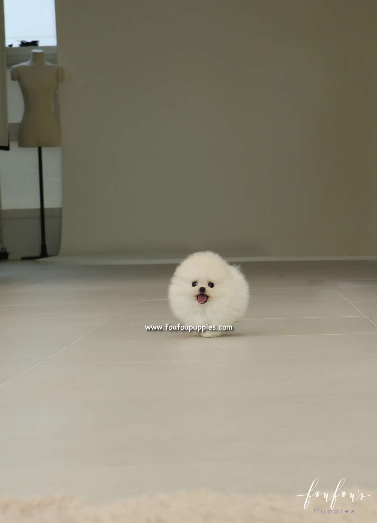 Dolce - Pomeranian F.