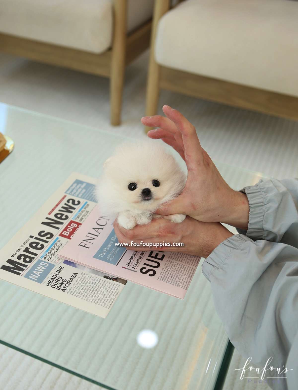 Dolce - Pomeranian F.