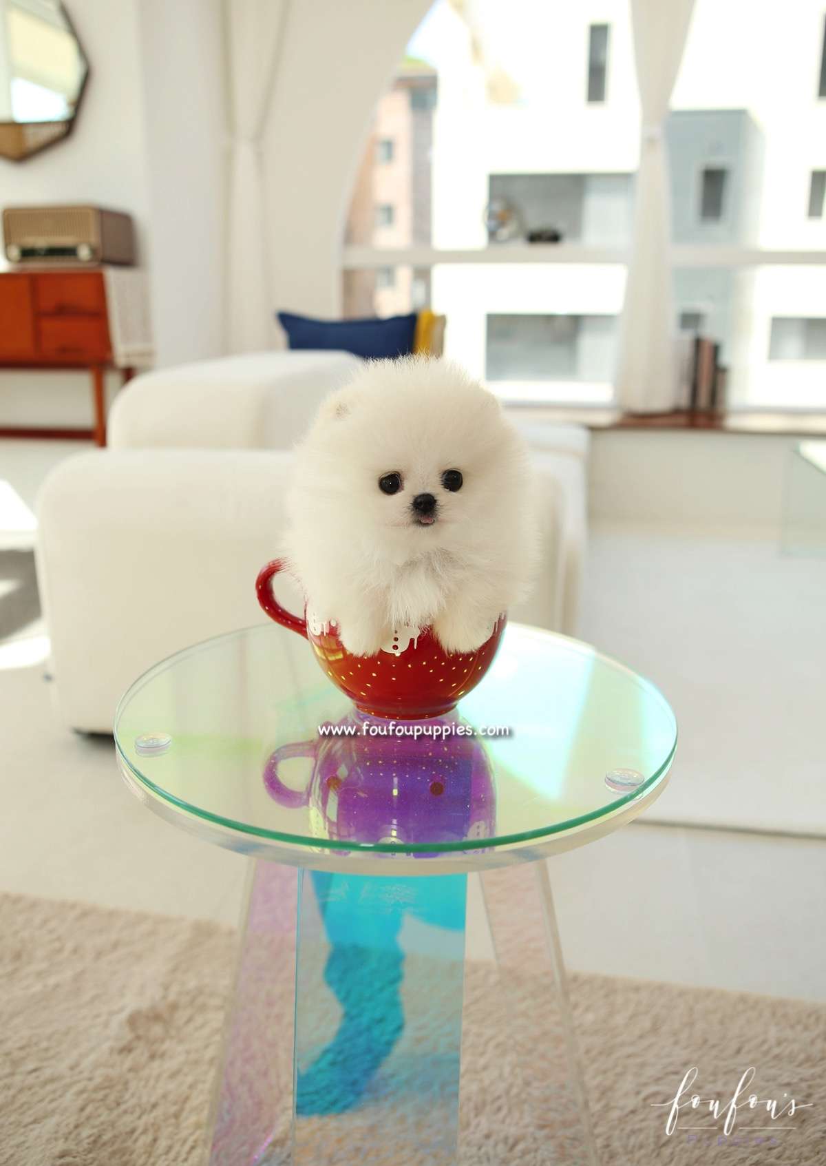 Dolce - Pomeranian F.