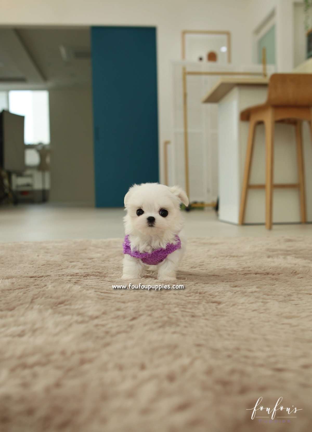 Diva - Maltese F.