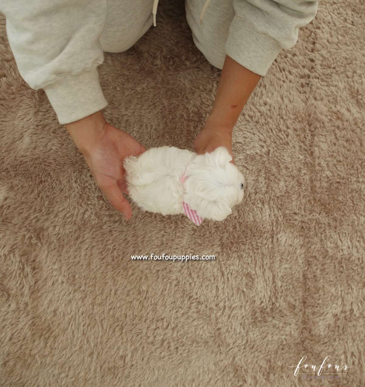 Diva - Maltese F.