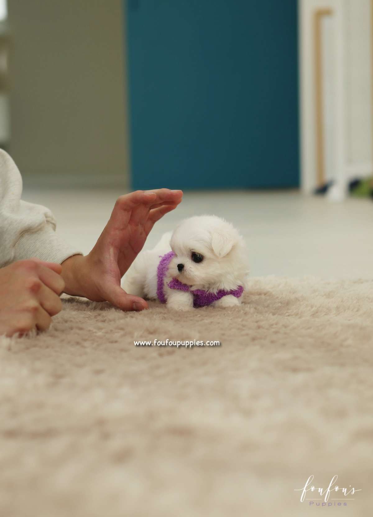 Diva - Maltese F.