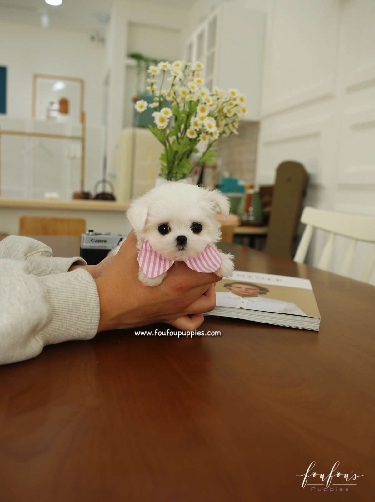 Diva - Maltese F.