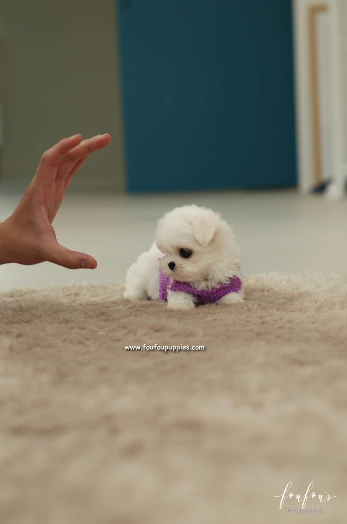 Diva - Maltese F.