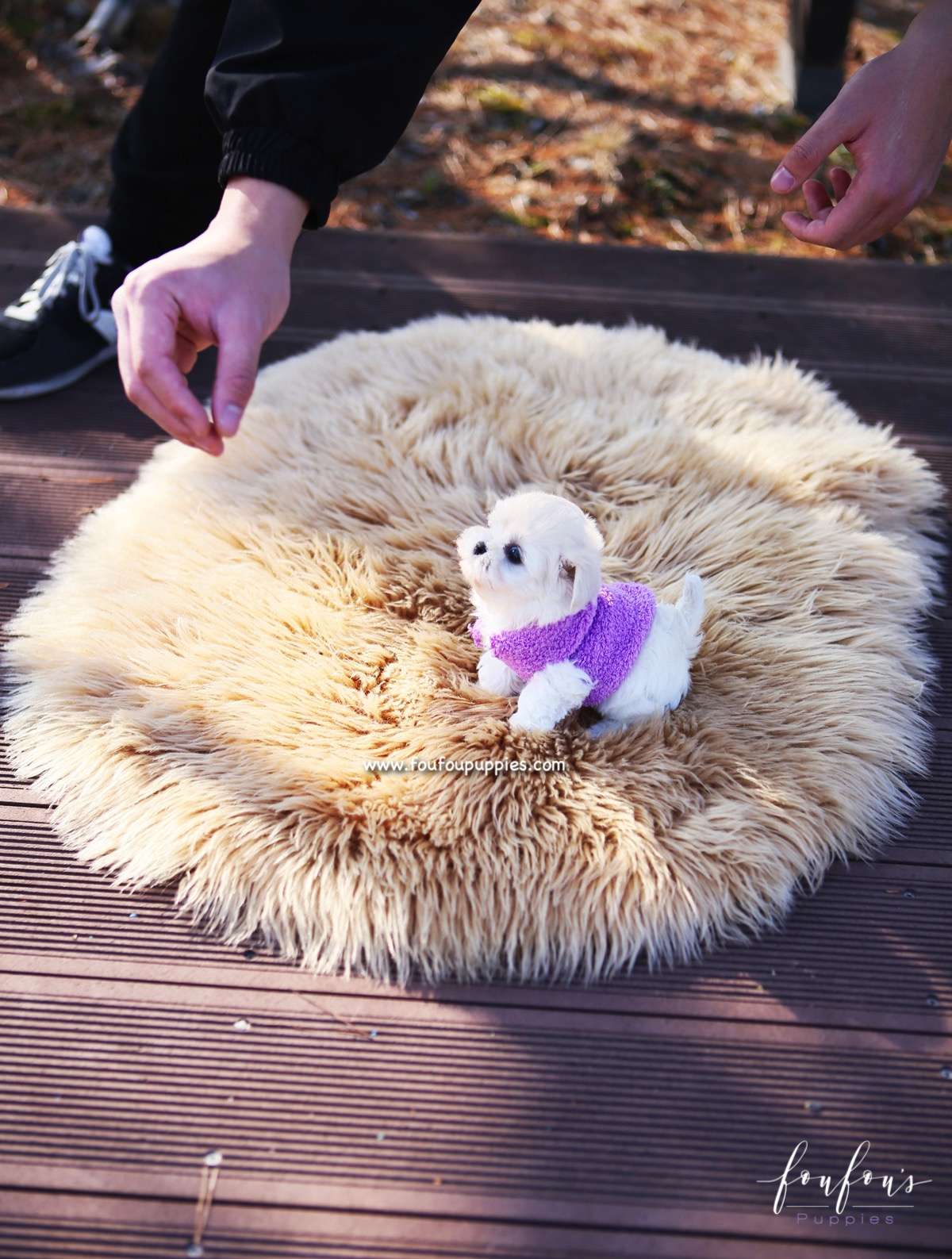 Melrose - Maltipoo F.