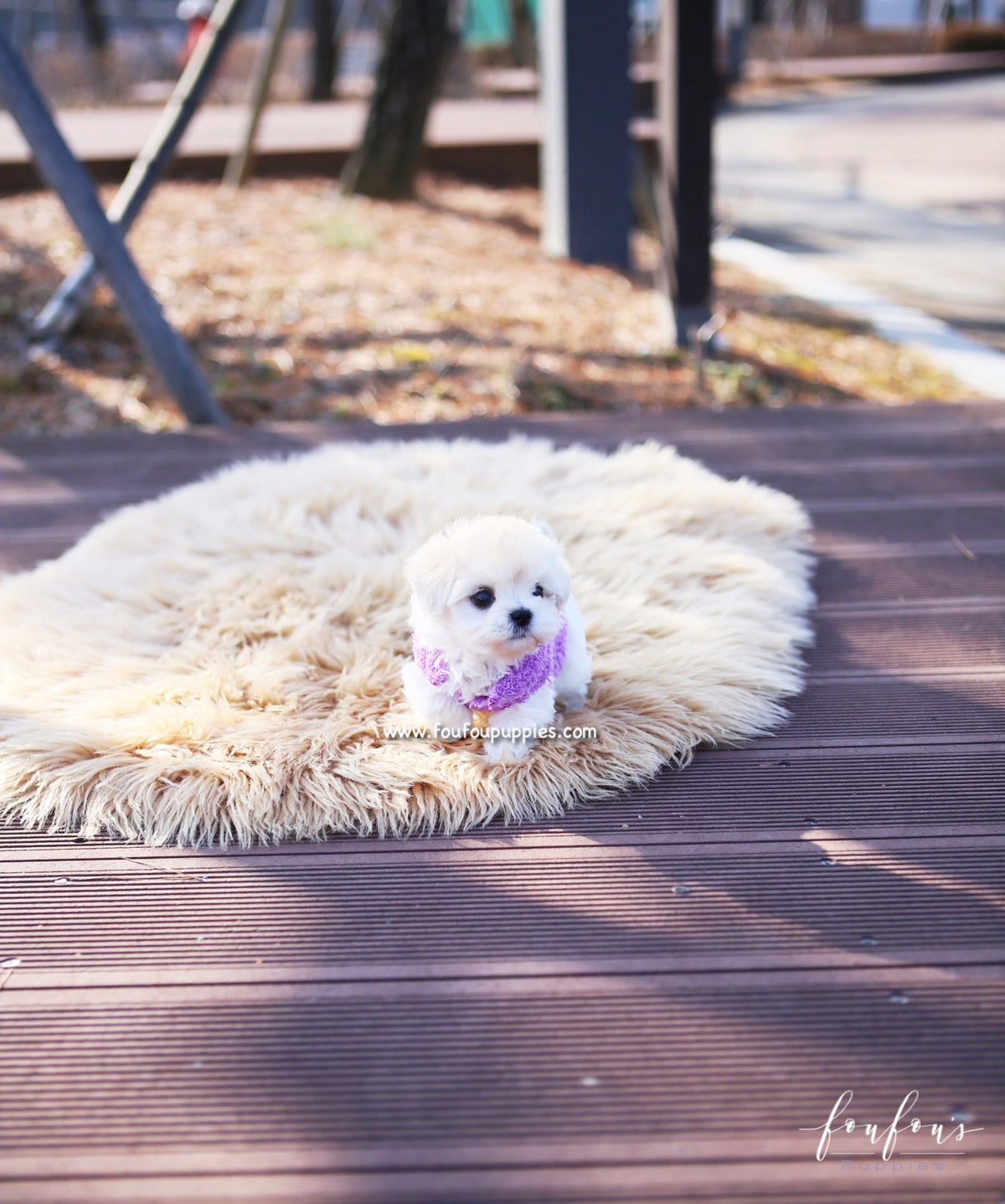 Melrose - Maltipoo F.