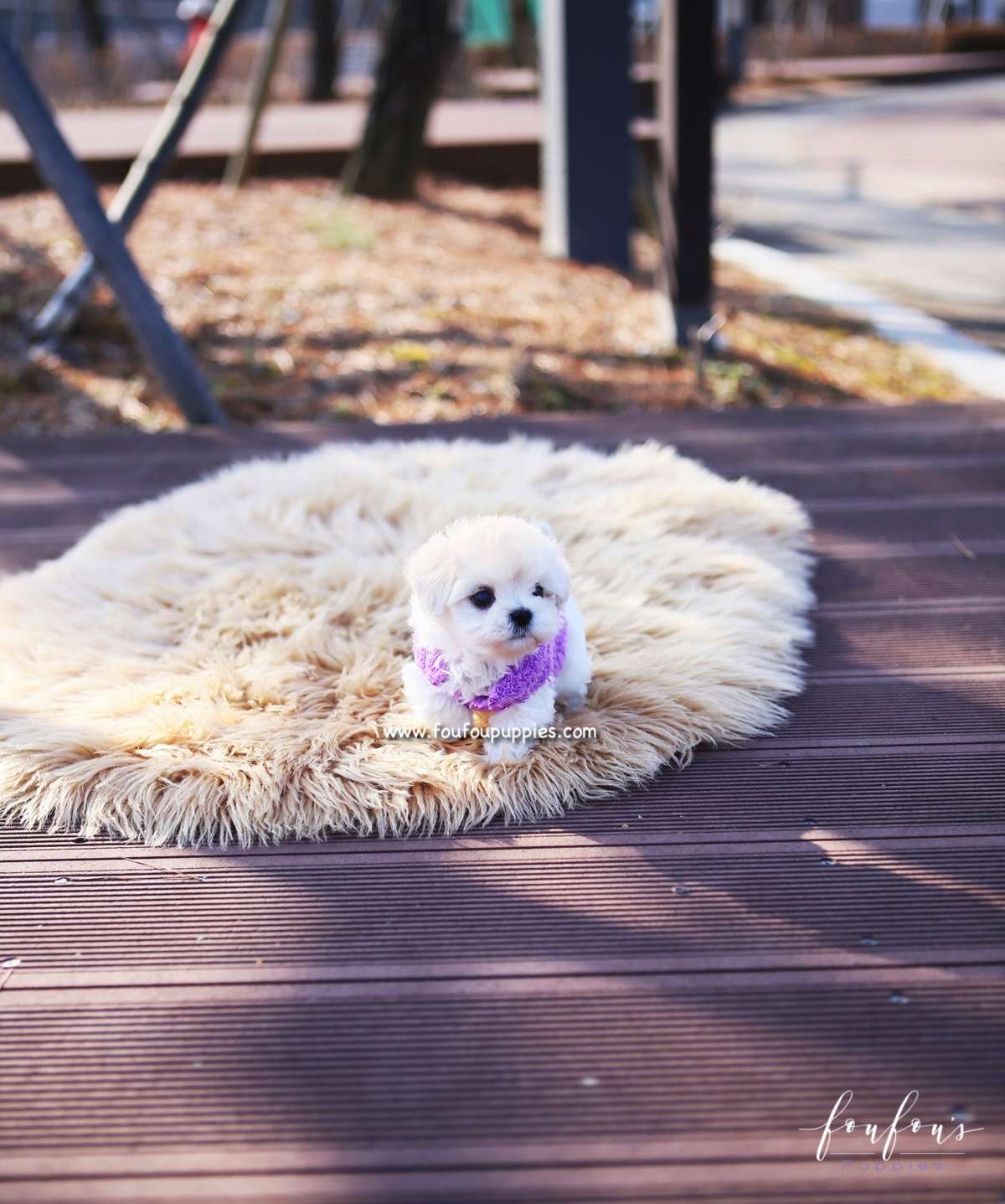 Melrose - Maltipoo F.